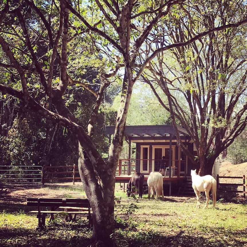 Woman with brown hair stands next to a brown headed llama in front of a feeding shed.