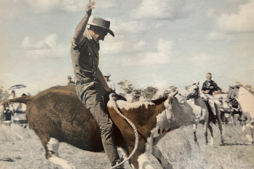 Old photo of a man sitting on the back of a bucking brown-and-white cow, one hand holding onto a rope around its neck.