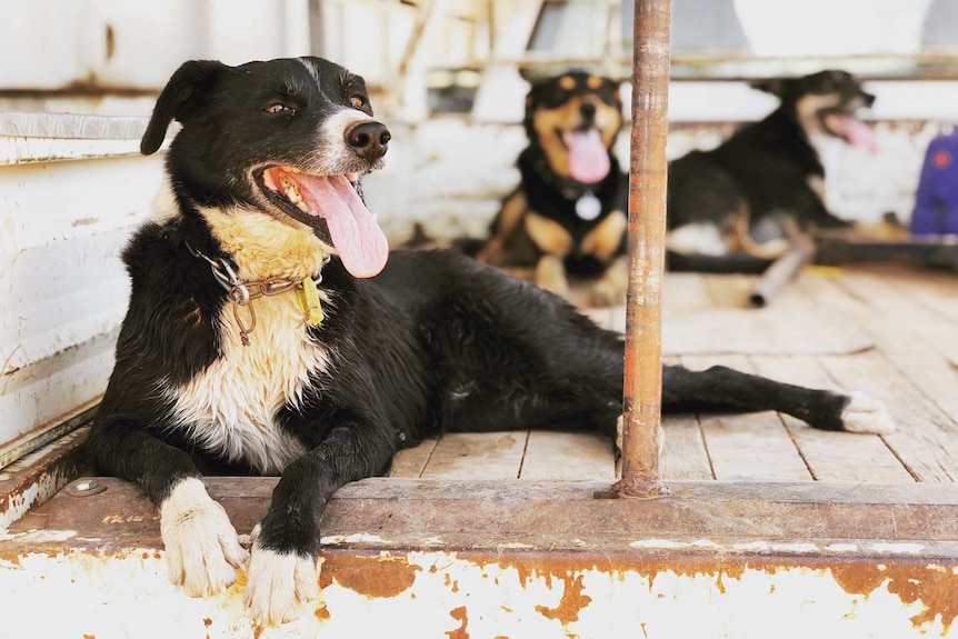 Border collies in the back of a truck