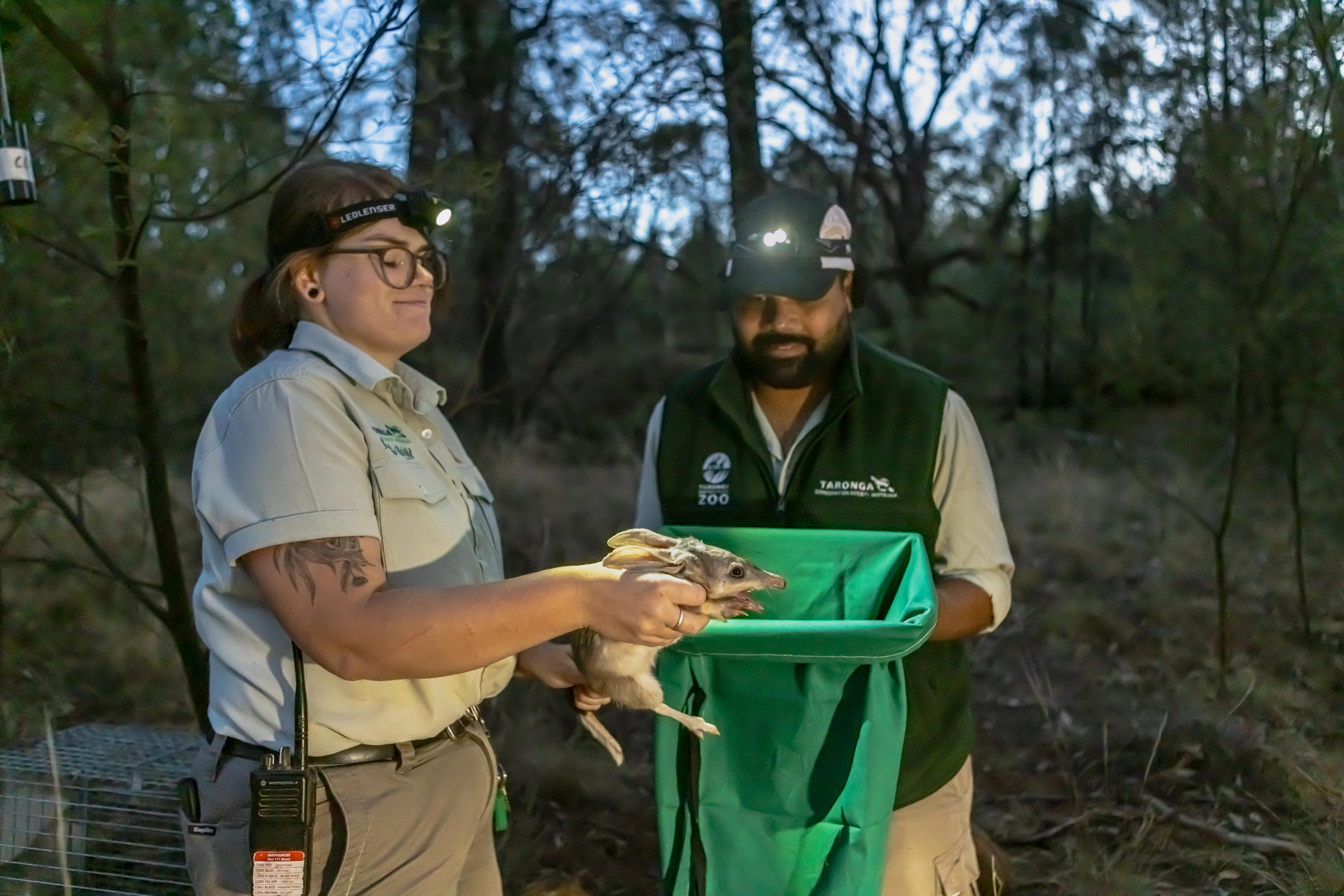 Una mujer sostiene un bilby y se encuentra junto a un hombre con un bolso verde.