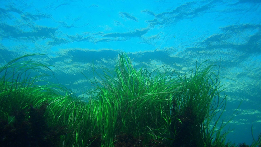 Seagrass meadow