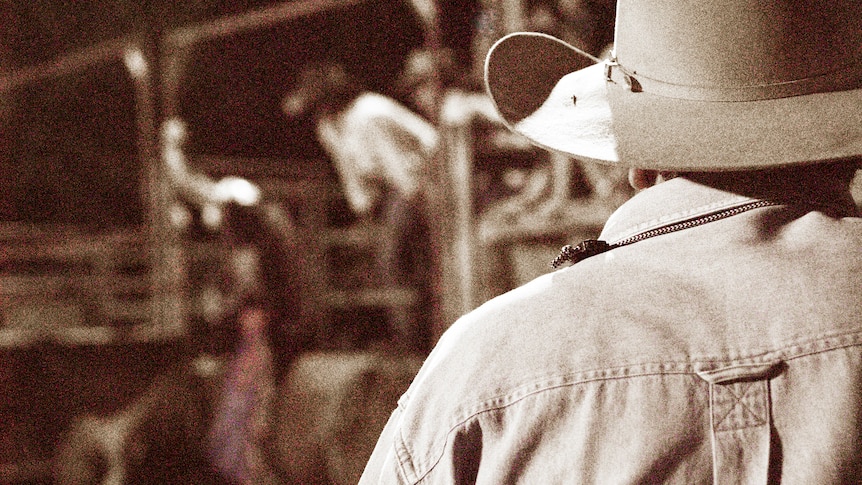 A man wearing a cowboy had watches a rodeo in action.