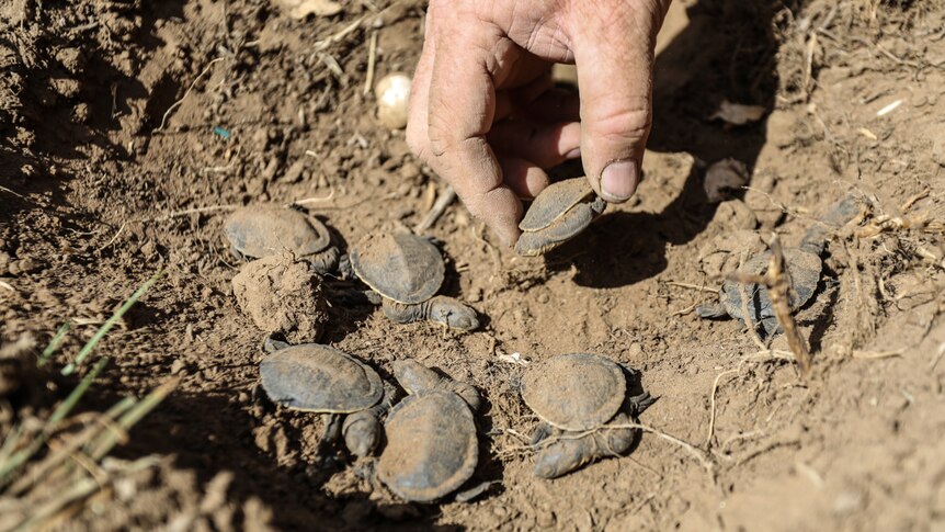 A group of small turtle hatchlings being picked up.