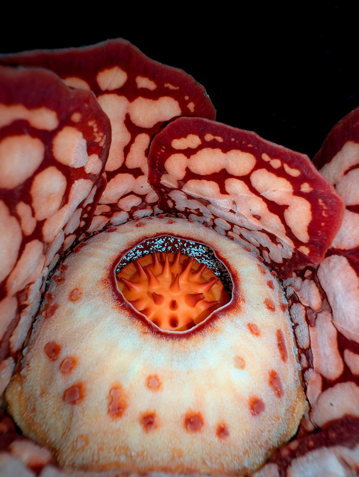 A white flower with red spots on the petals in bloom.