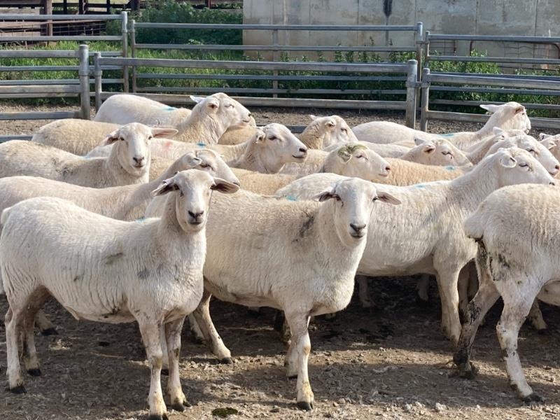 A pen of Australian White ewes