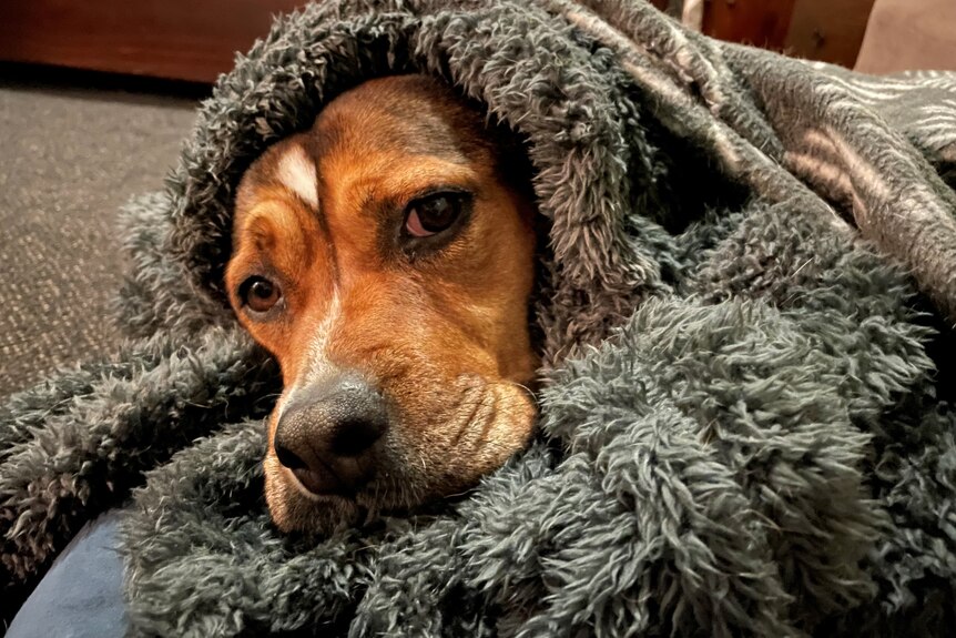 Dog wrapped in blankets looking at the camera