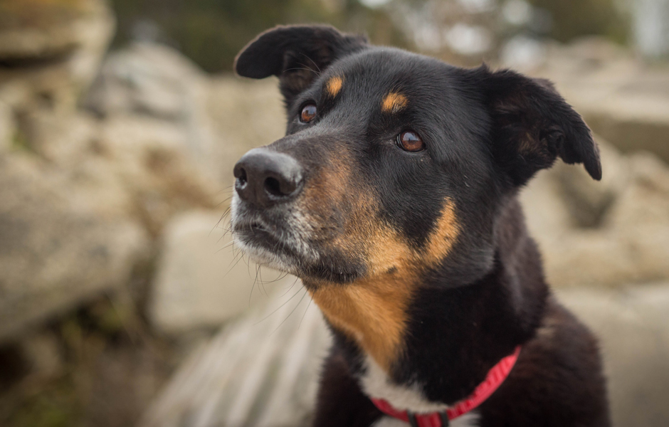 Search dog, Chloe