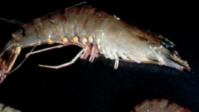 Prawn infected with white spot
