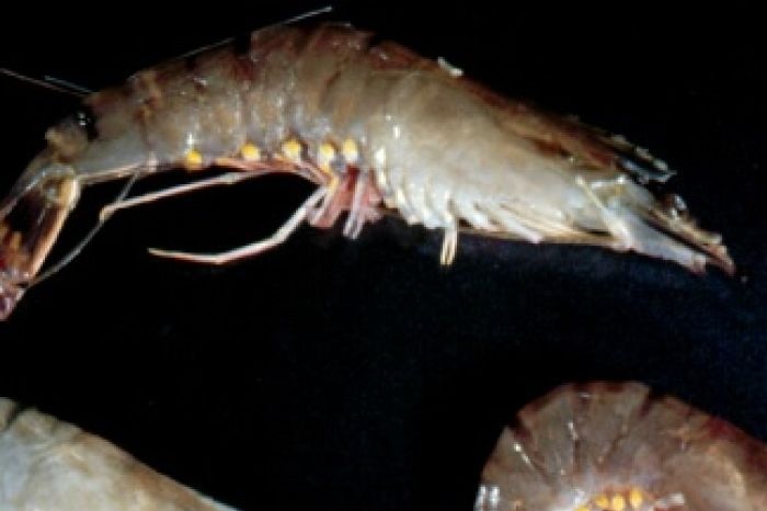 Prawn infected with white spot