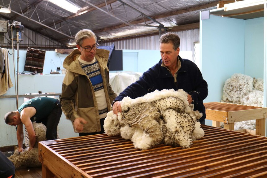inside a shearing shed fleece is being prepared on a table
