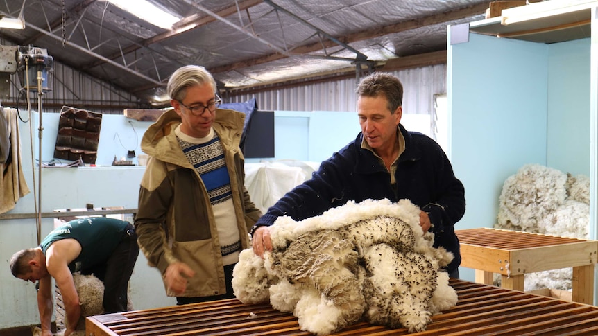 inside a shearing shed fleece is being prepared on a table