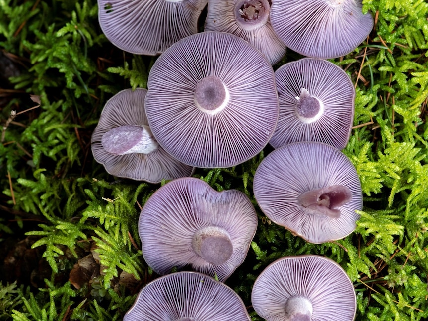 Purple mushrooms on green grass.