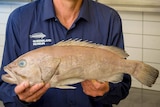 A dead fish held in fish expert Jeff Johnson's hands.