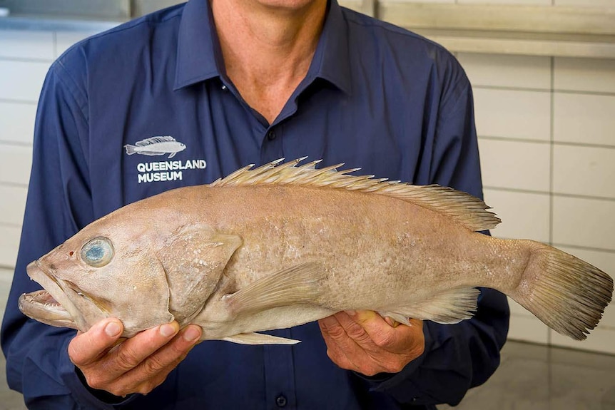 A dead fish held in fish expert Jeff Johnson's hands.