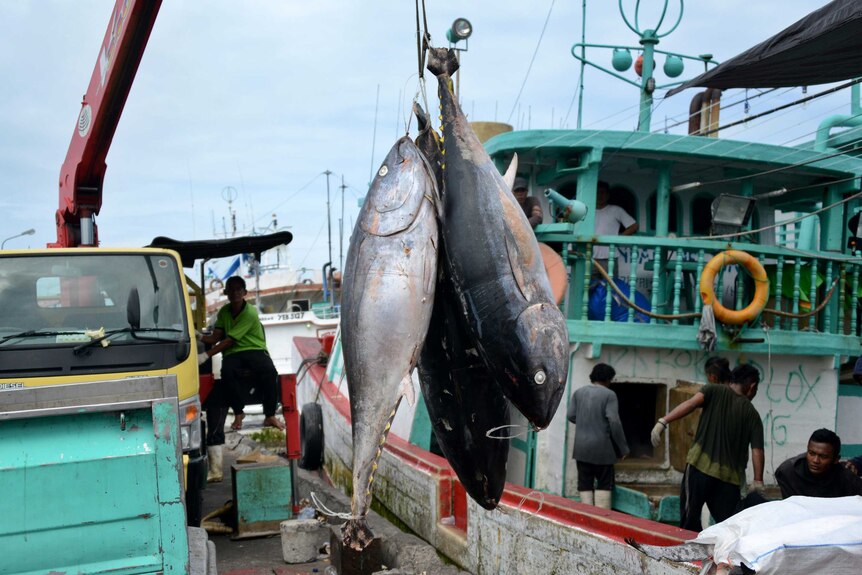 Tuna fish hanging on a hook, waiting to be loaded onto a truck in Denpasar.