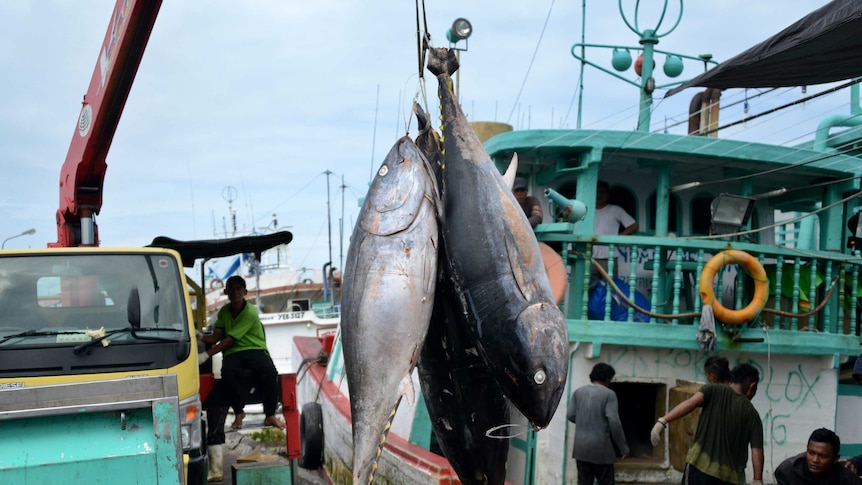 Tuna fish hanging on a hook, waiting to be loaded onto a truck in Denpasar.