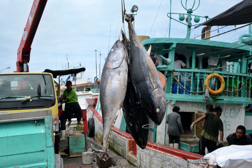 Tuna fish hanging on a hook, waiting to be loaded onto a truck in Denpasar.