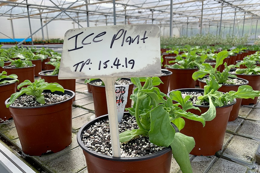Ice plant trial in a greenhouse.