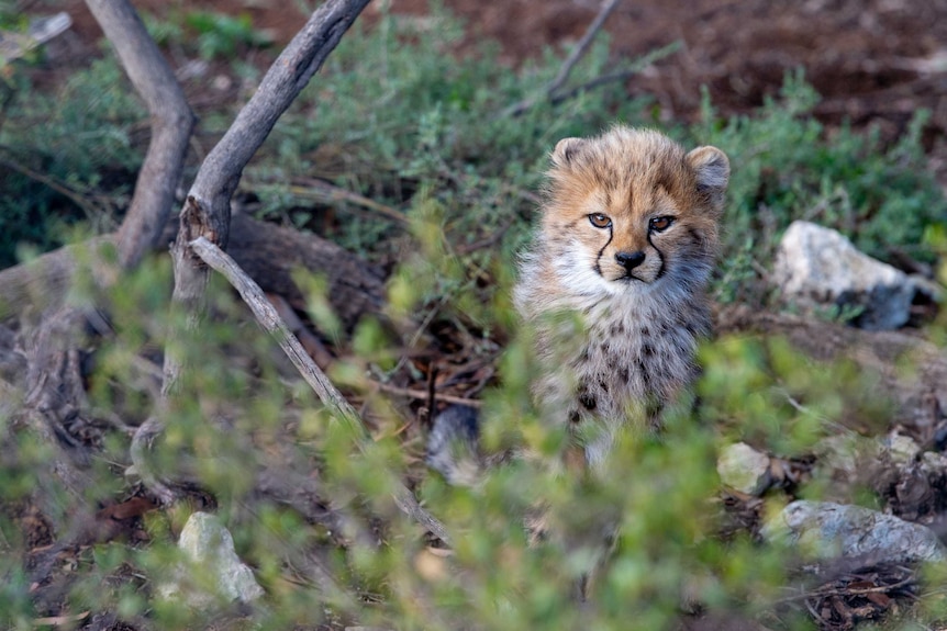 One of cheetah Kesho's cubs at Monarto Zoo on July 29, 2018.