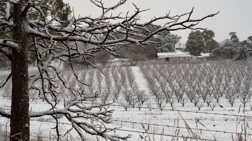 Snow fall on an orchard in Orange