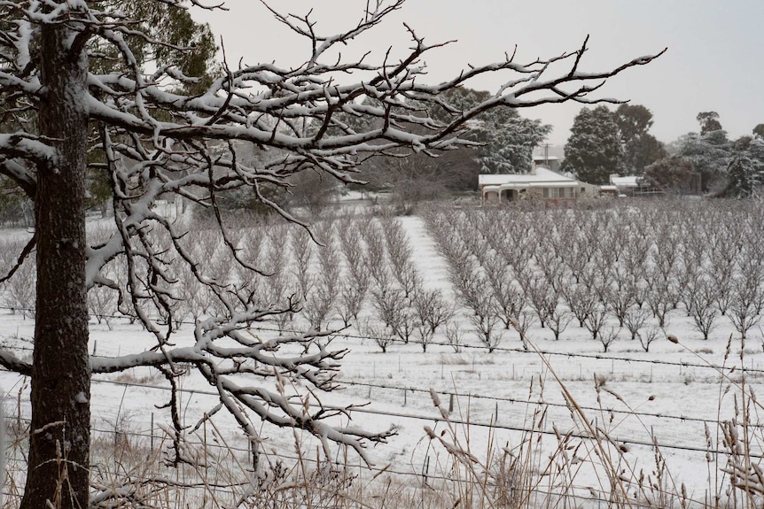 Snow fallen on an orchard in Orange