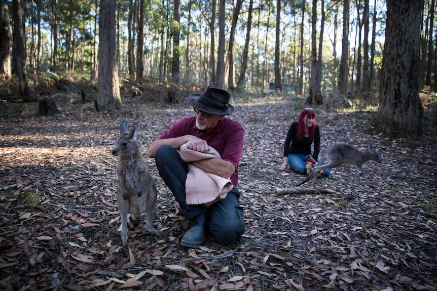 Seated on the forest floor in dappled light, Manfred talks to a young roo in the foreground as Helen watches another hop away.