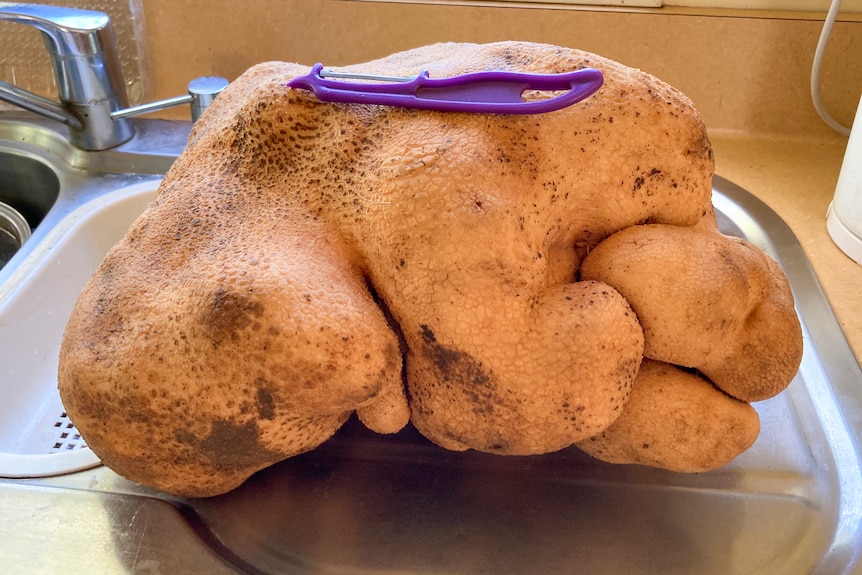 A large vegetable that vaguely resembles a potato with a vegetable peeler sitting on it in a kitchen