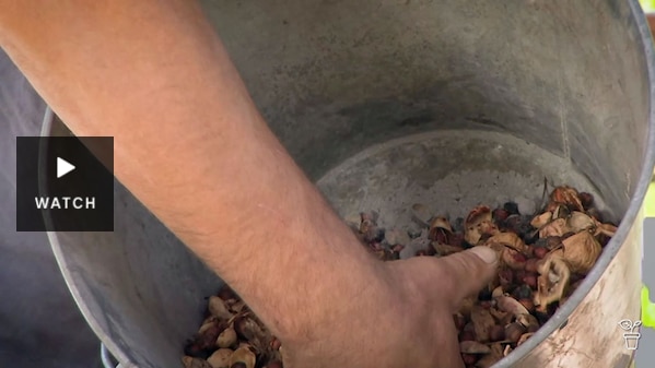 A hand mixing nut shells in a metal bucket. Has Video.