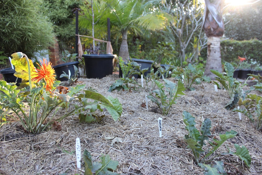 A bright orange gerbera shines in afternoon sun in a garden bed