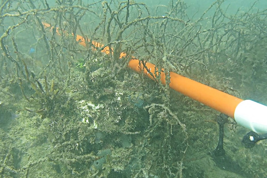 These quadrants will help the researchers mark where the brown seaweed has been removed from.