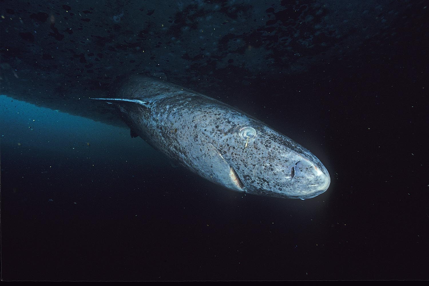 Greenland shark eyes may hold anti-aging secrets