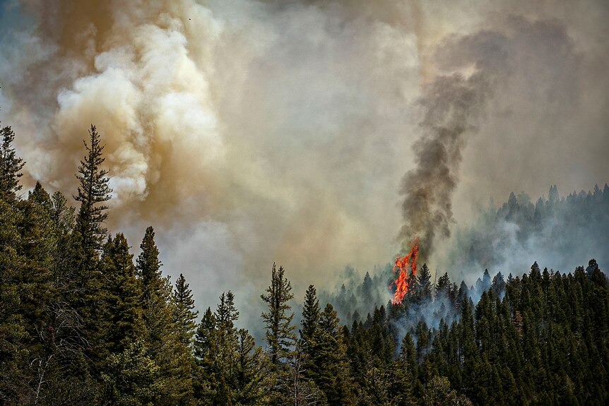 Fire and smoke consume a forest. 