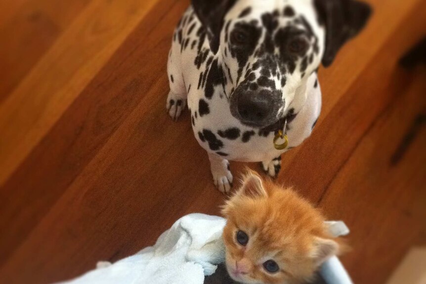 Poppy the dog with Rupert the cat as a kitten