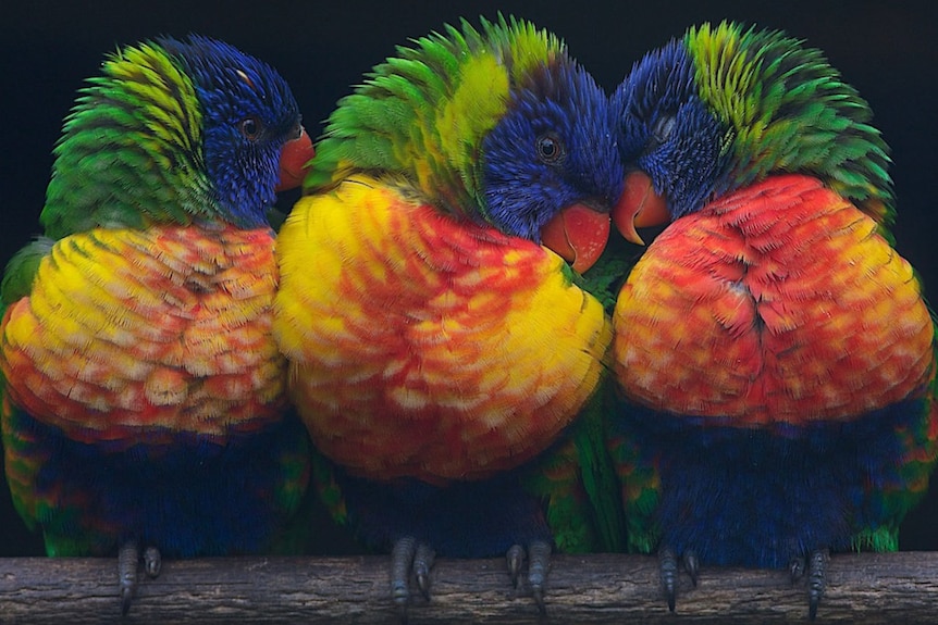 Thee colourful birds snuggled together on a branch