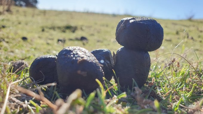 cubes of wombat poo are stacked up on grass like an ancient stone ruin