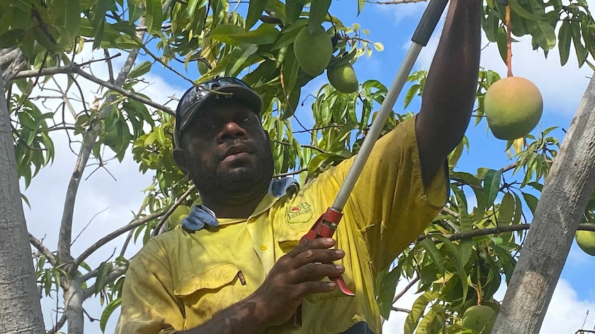 A man in high-vis work gear uses a tool to reach into a mango tree and snip fruit