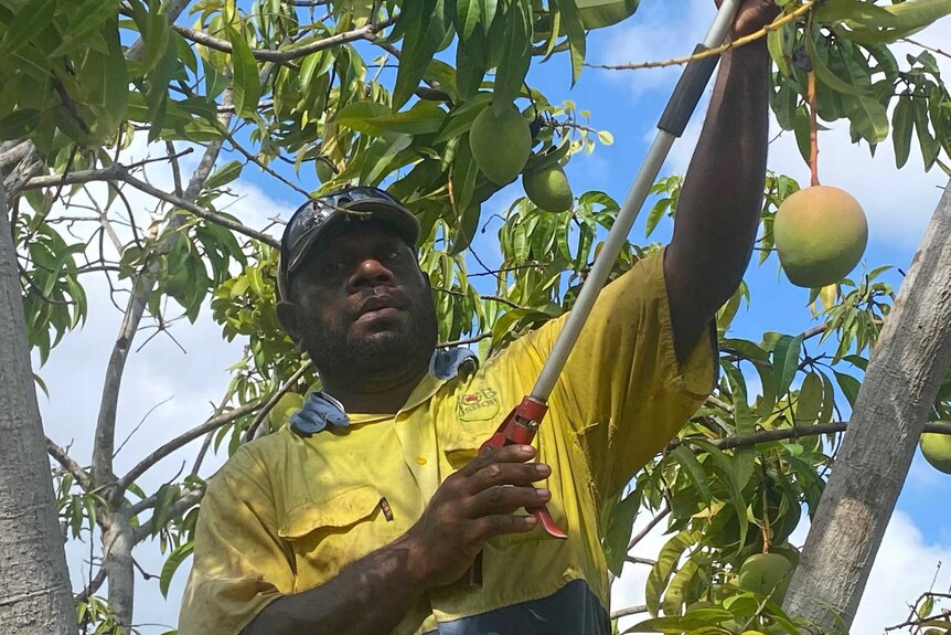 A man in high-vis work gear uses a tool to reach into a mango tree and snip fruit