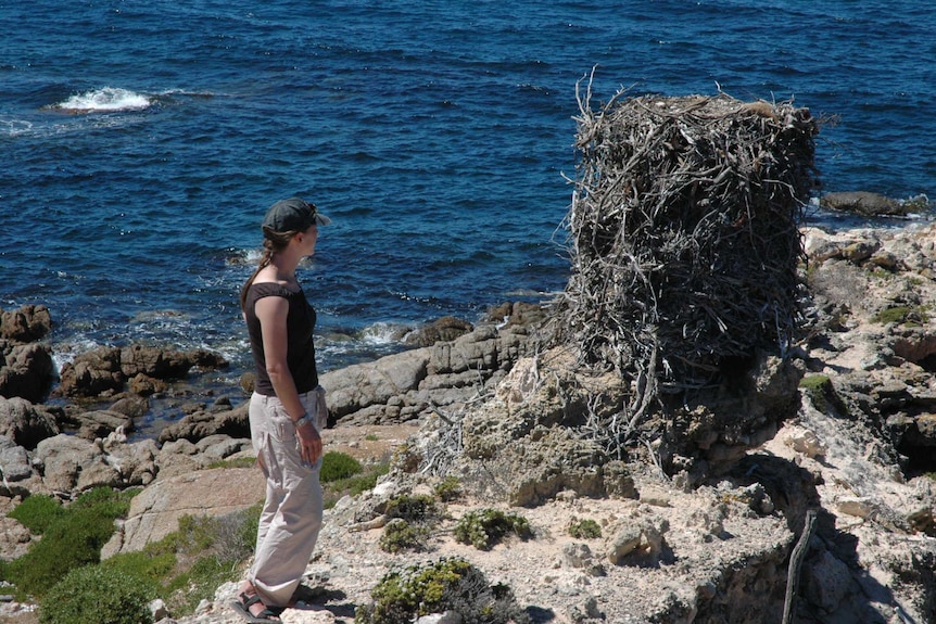 Girl on left walking towards five foot high bird nest made of sticks on rocks