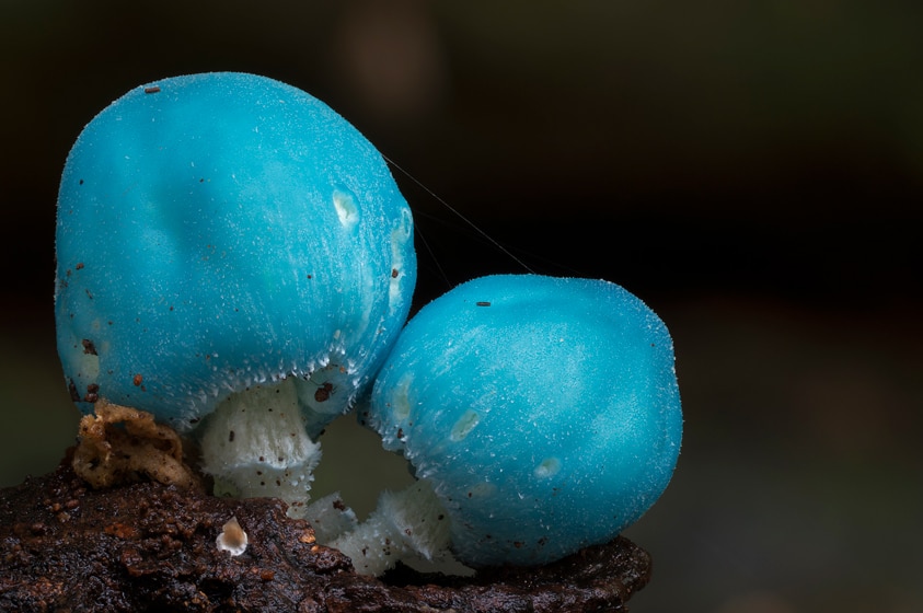 Two blue mushrooms with white interiors.