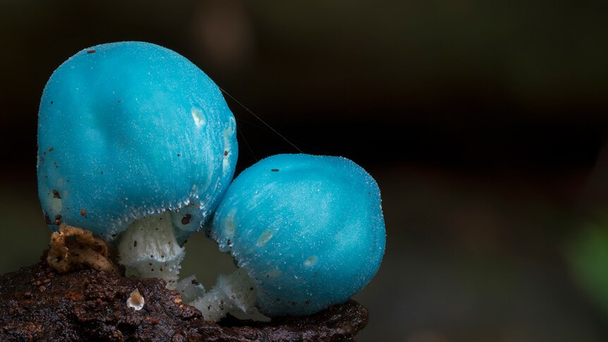 Two blue mushrooms with white interiors.