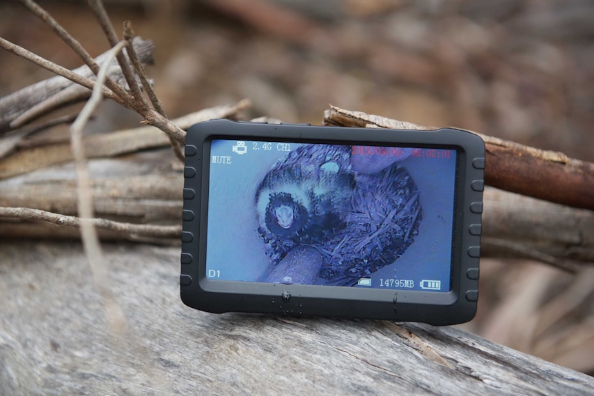 A glossy black cockatoo chick viewed via a camera screen
