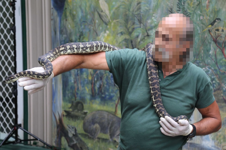 A prisoner handles a rehabilitated jungle python, which was addicted to ice.