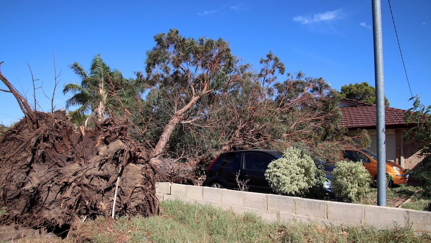 Two huge trees uprooted lying across the front yard of a house, where two cars are parked.