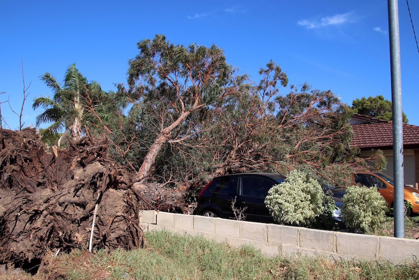 Two huge trees uprooted lying across the front yard of a house, where two cars are parked.