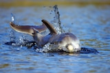 The dolphin calf stuck in ankle deep water in the Mandurah Estuary.