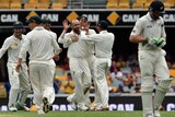Australian players congratulate Nathan Lyon for Martin Guptill's wicket on day four at the Gabba.