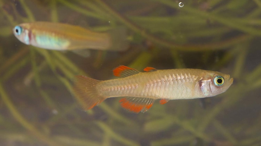 captive bred populations of critically