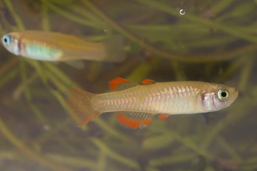 A close-up of a very small silver fish with red fins and blue eyes.