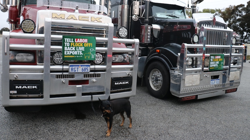 Sheep export protest dog