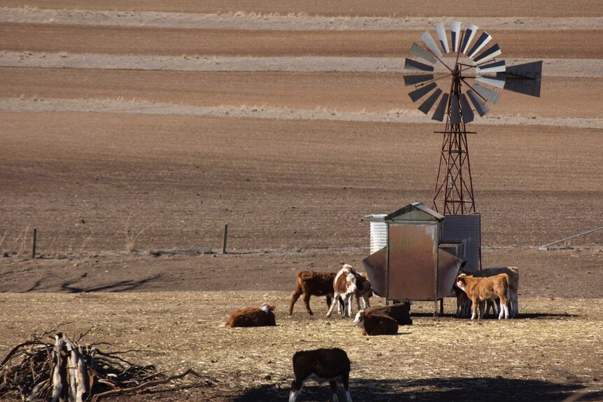 Dry paddocks and windmill